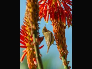 Willow Warbler by Georgina Shaw
