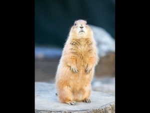 Prairie Dog by Lucia Dickson