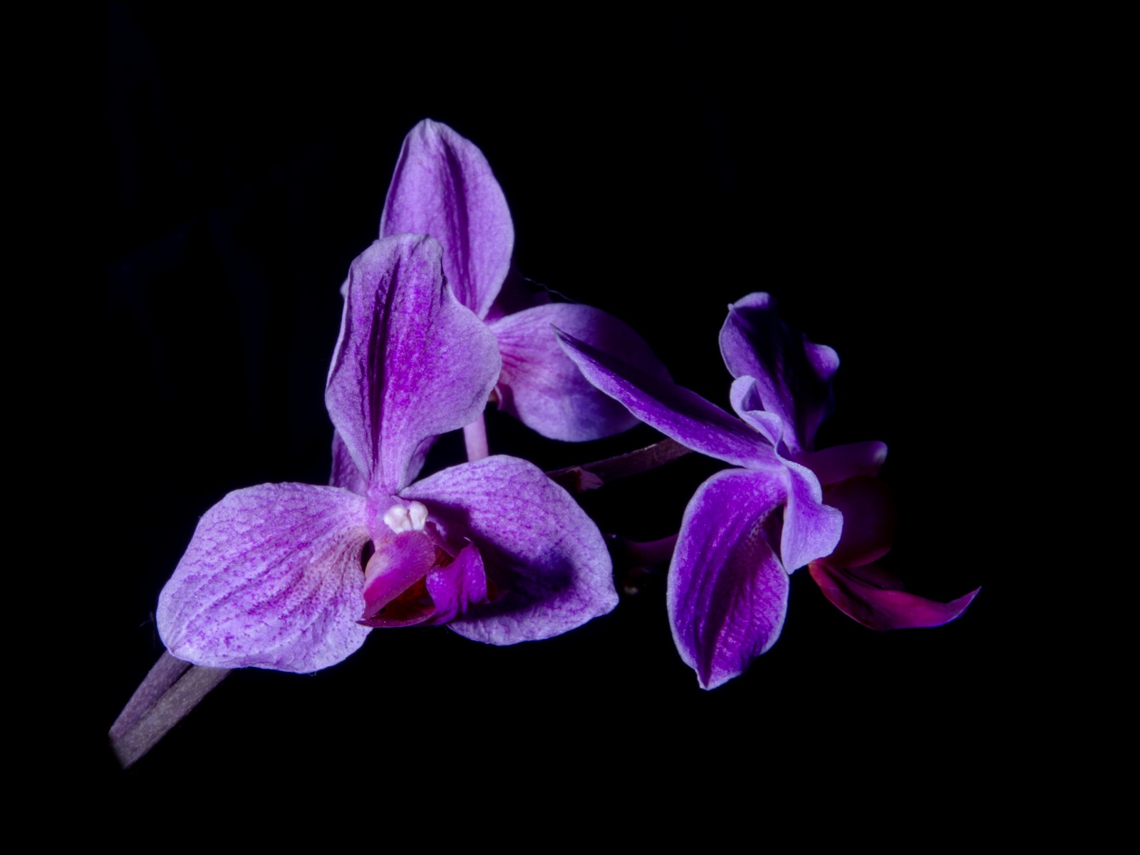 Beautiful Orchid by Brian Green