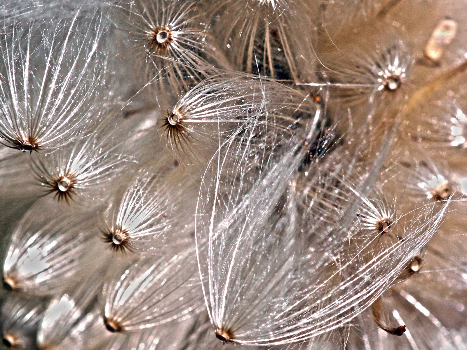 Blown thistledown by John Keelan
