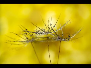 Dandelion Drops by Georgina Shaw
