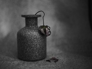 Dead Flower by Brian Goldie