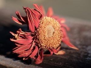 Fading Beauty by Andrea Thrussell