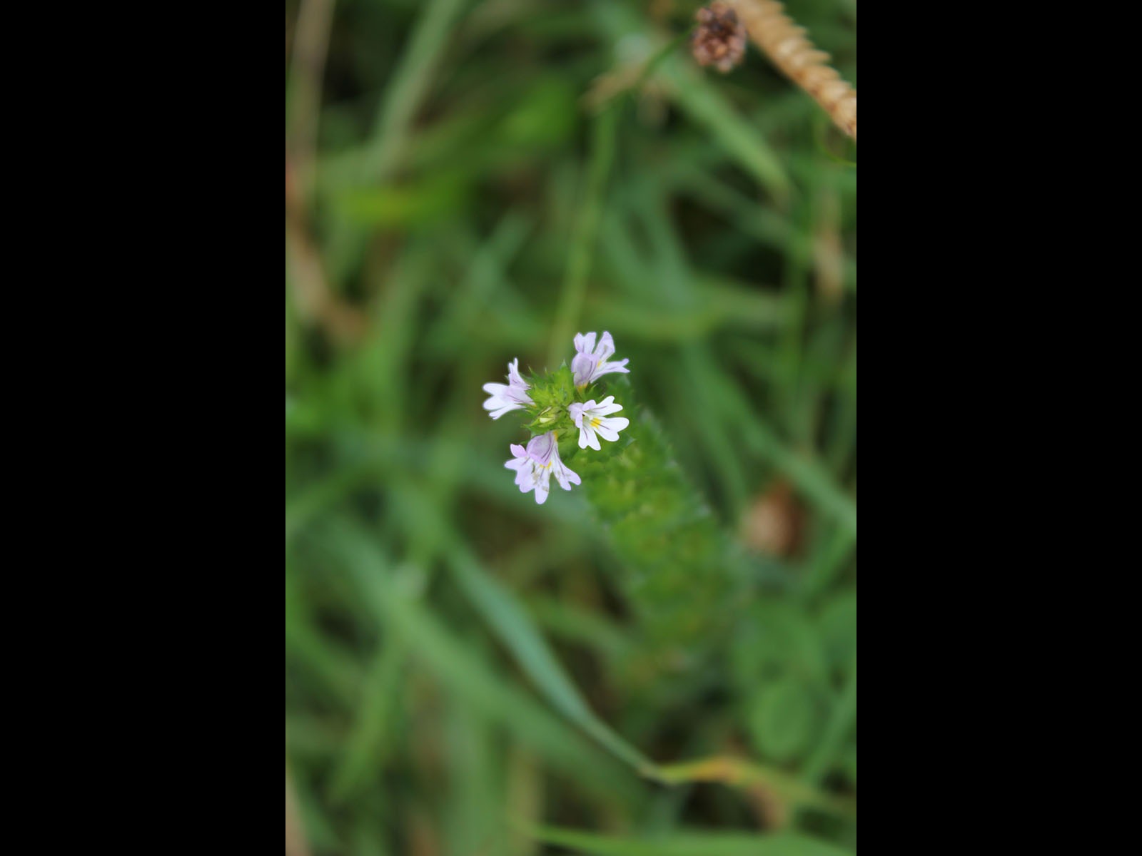 Flower by Stuart Alexander