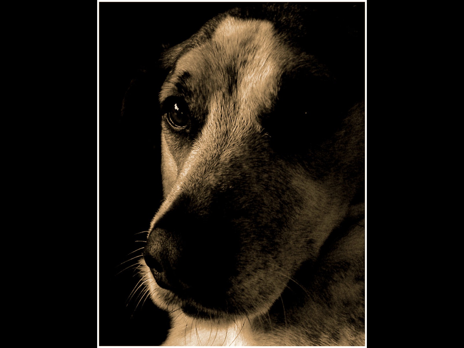 Harvey by Lesley Cullen