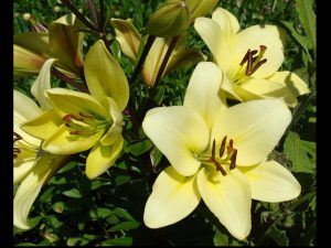 Lilie by Anna Mayall