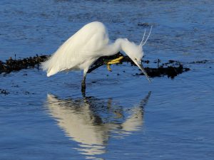Looking for Lunch by John Keelan