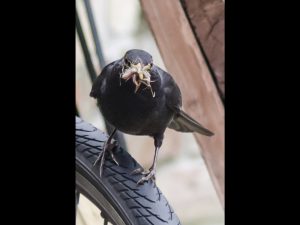 Lunch is Ready by Brian Green