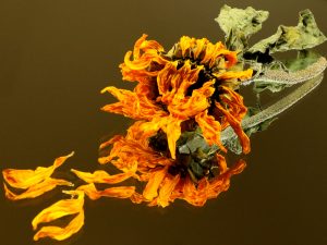 Mirror Image by Sue Clegg