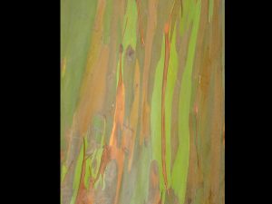 Nature's Paintwork by Anna Mayall