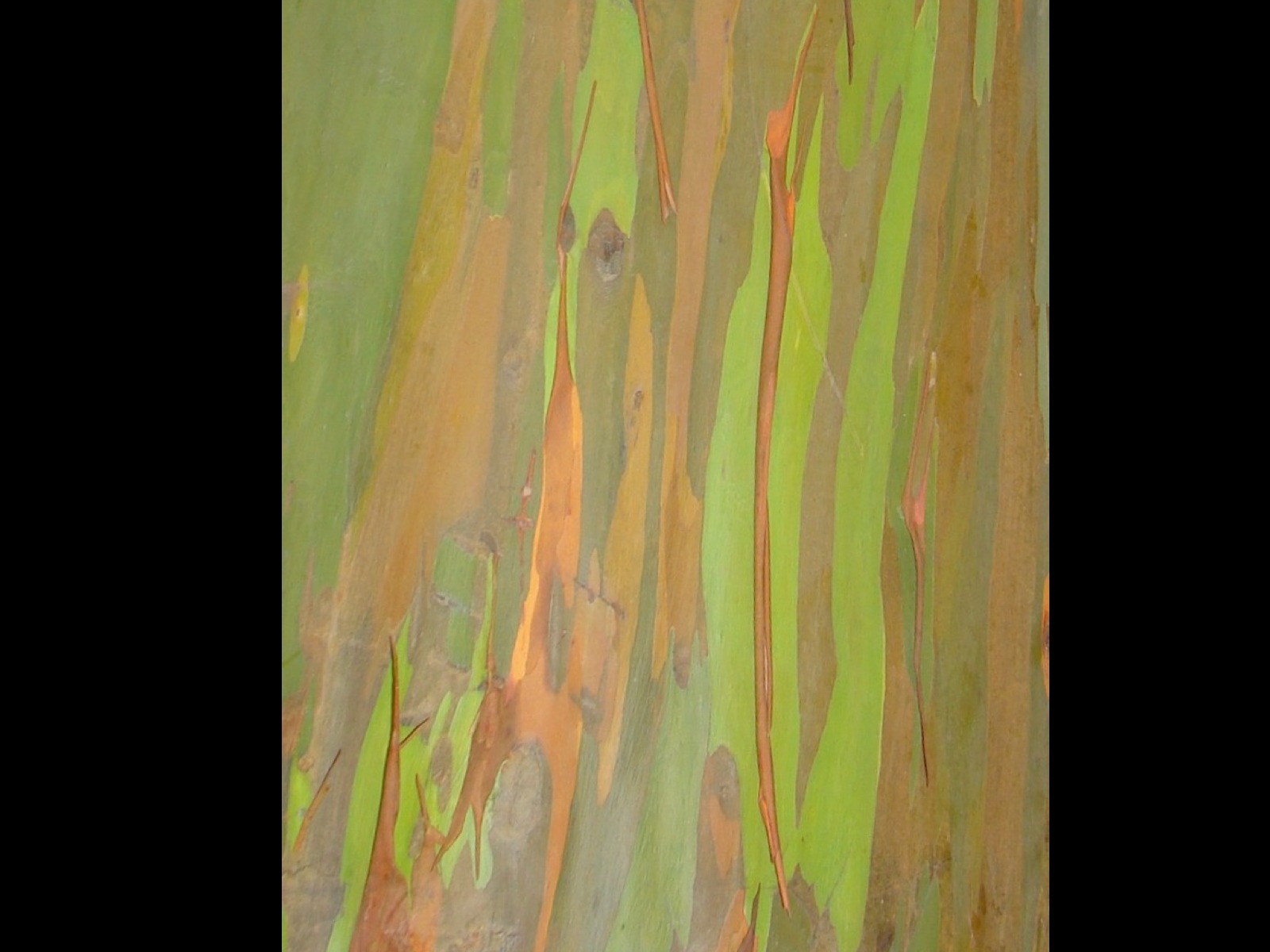 Nature's Paintwork by Anna Mayall