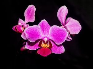 Orchid by Jim Gibson