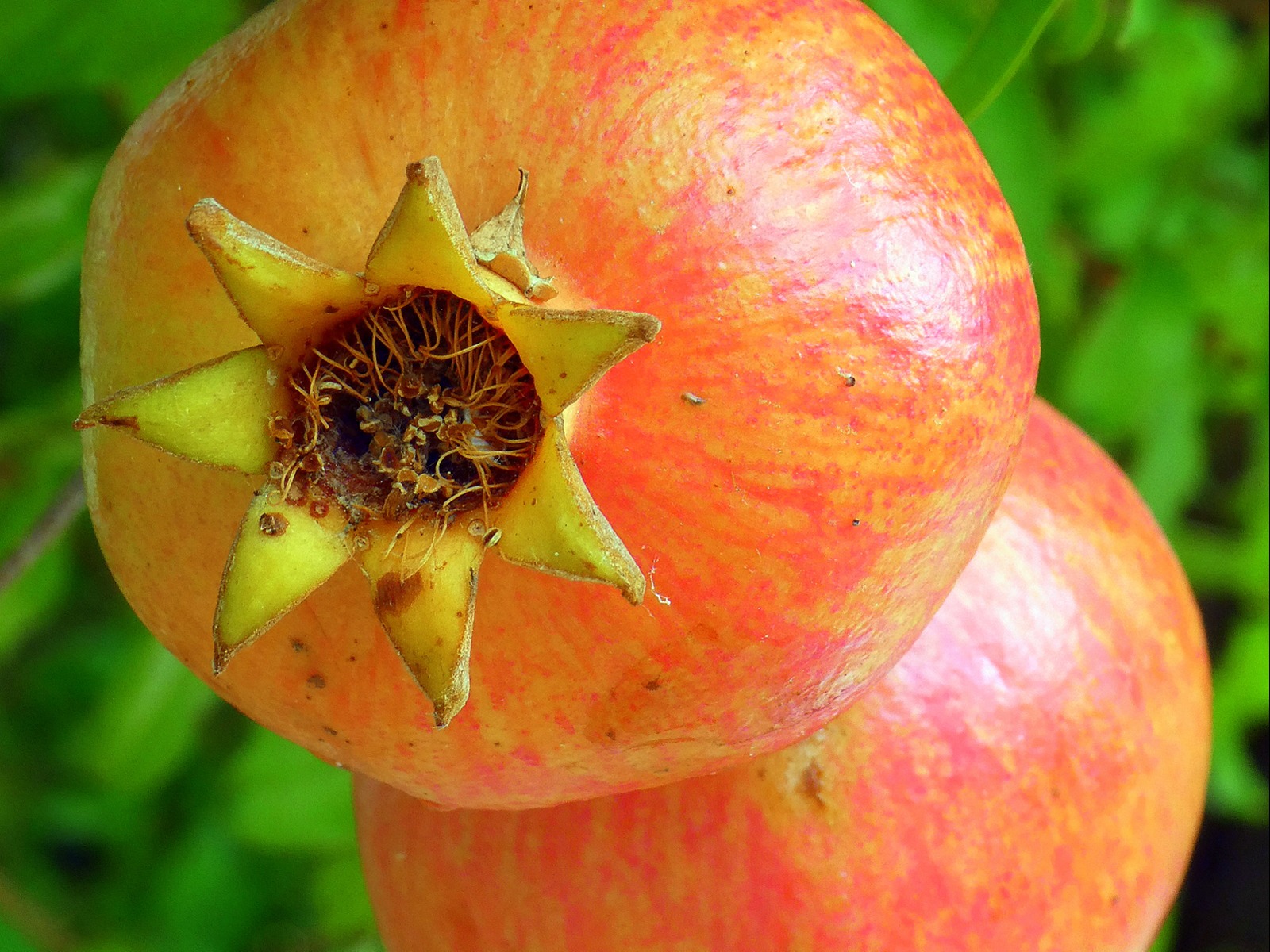 Pomegranite by Gwen Tuck