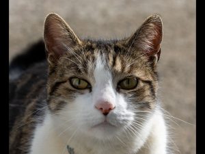 Fluffy by Lucia Dickson