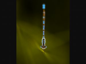 Light Damsel by Dave Salter