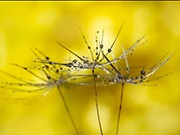 thumbnail Dandelion Drops by Georgina Shaw