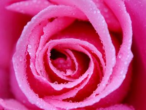 Rose by Andrea Thrussell