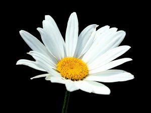 Daisy by John Keelan