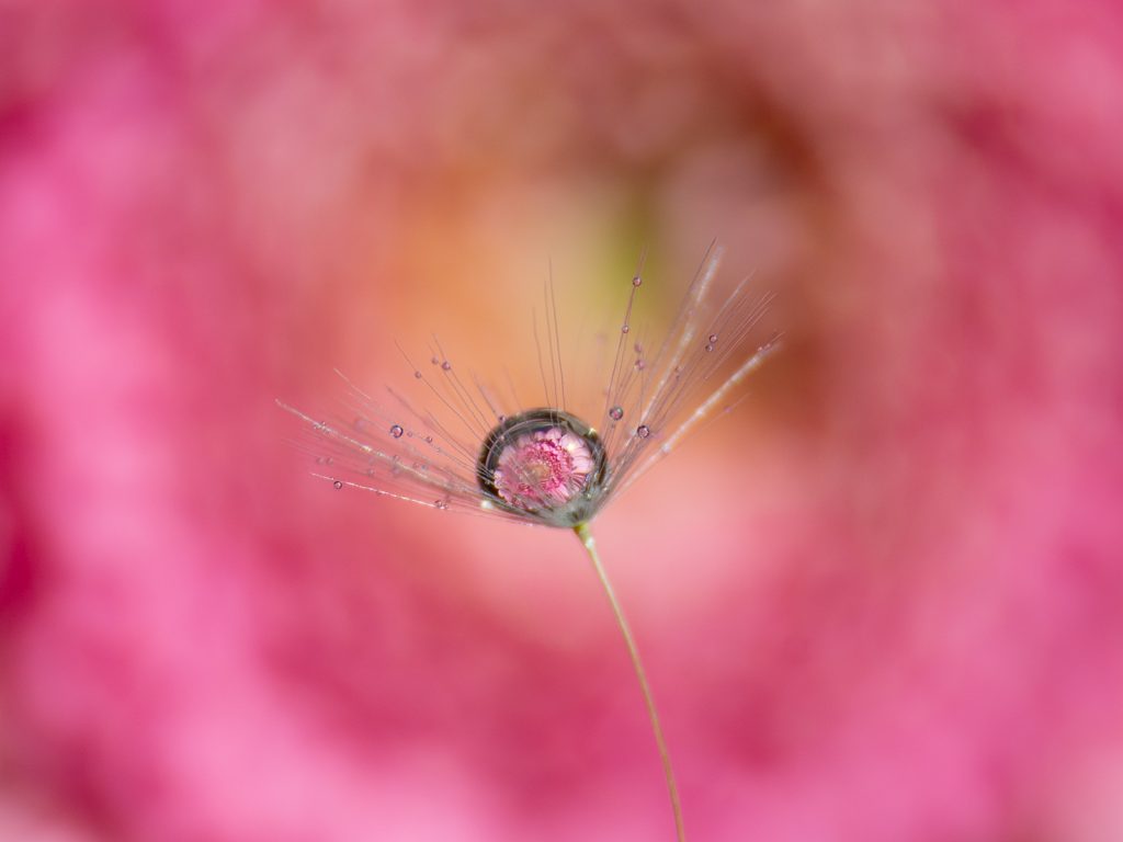 Dandelion-Drop-by-Georgina-Shaw