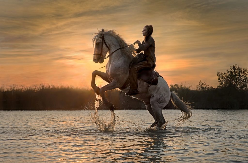 Best individual image: "Restless at Sunset" by Dorothy Flint (Western Photographic Society)