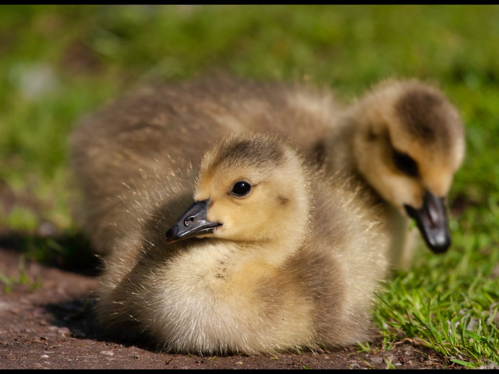 'I Can't Fly yet' by Alan Taylor