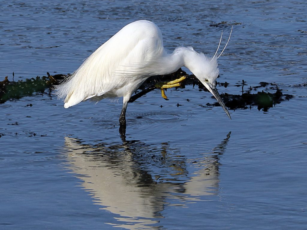 'Looking for Lunch' by John Keelan
