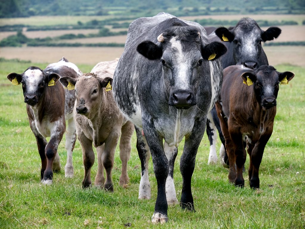 'Mums and Tots' by Andrea Thrussell