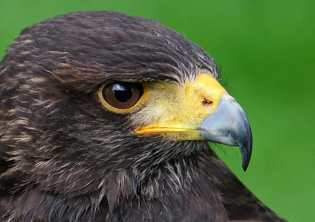 'On the Lookout' by Andrea Thrussell