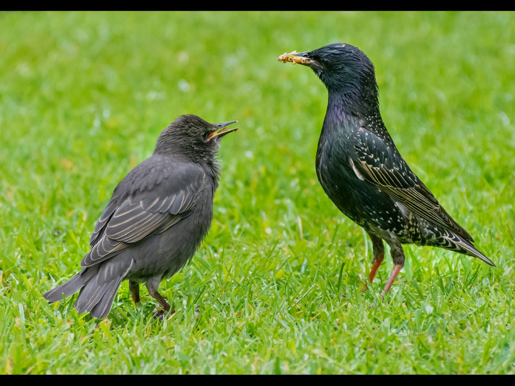 Food and Drink print runner-up "Bird Food" by Georgina Shaw
