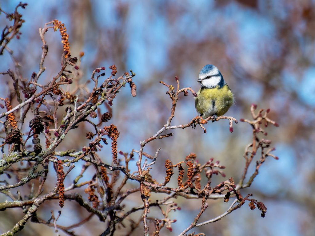 Digital first place Blue Tit by Georgina Shaw