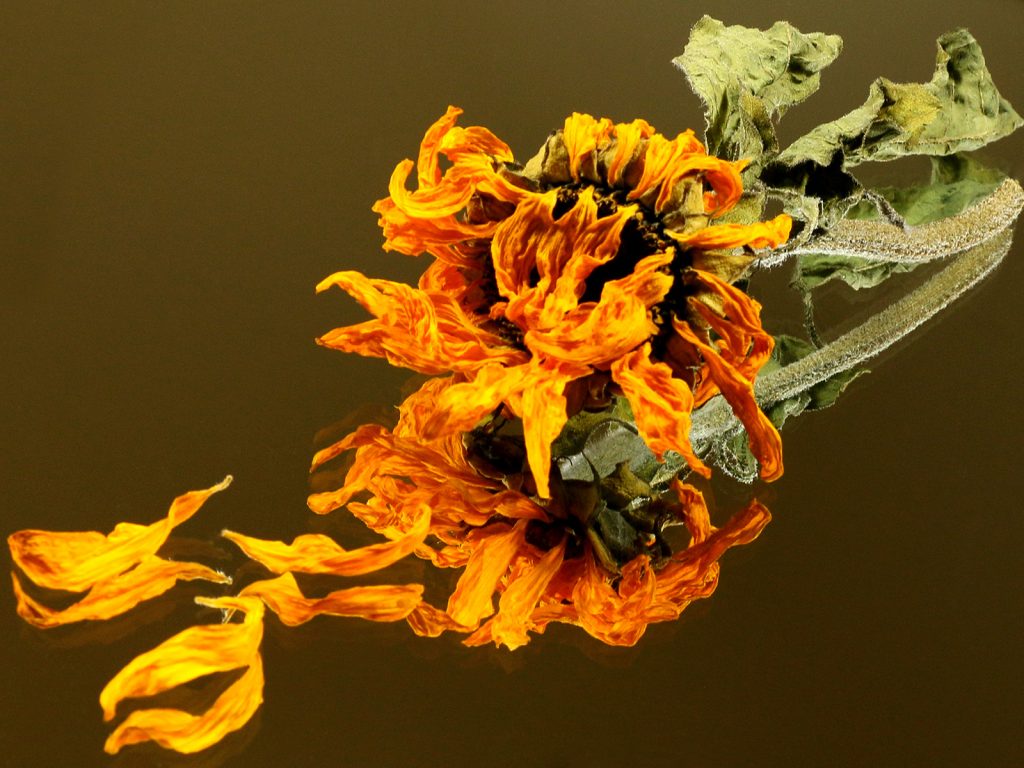 Digital third place Mirror Image by Sue Clegg