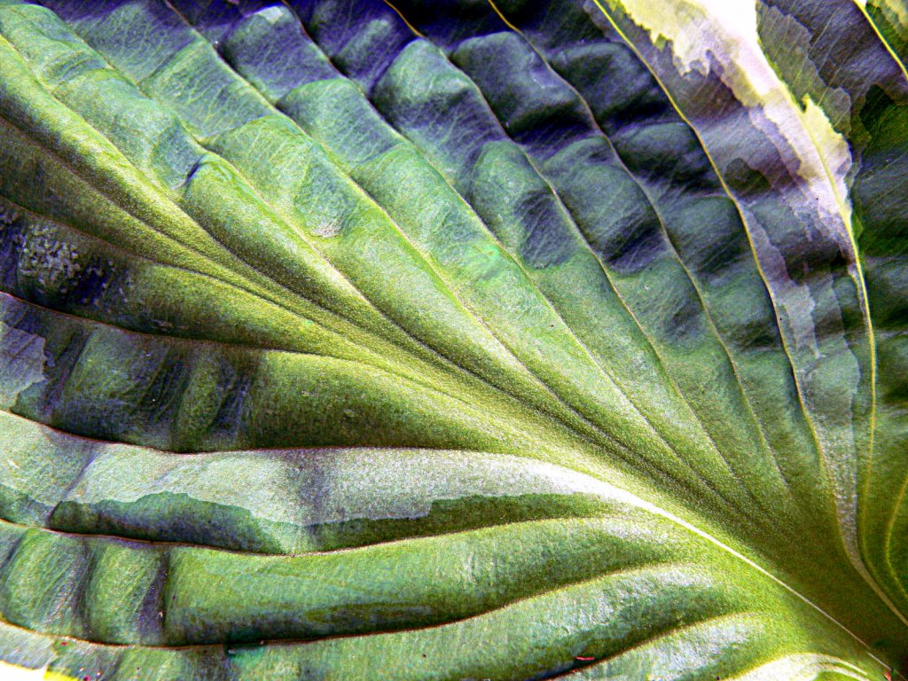 April Open digital runner-up: Hosta by Gwen Tuck