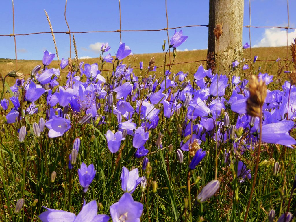 April Open digital Very Highly Commended: Harebells by Gwen Tuck