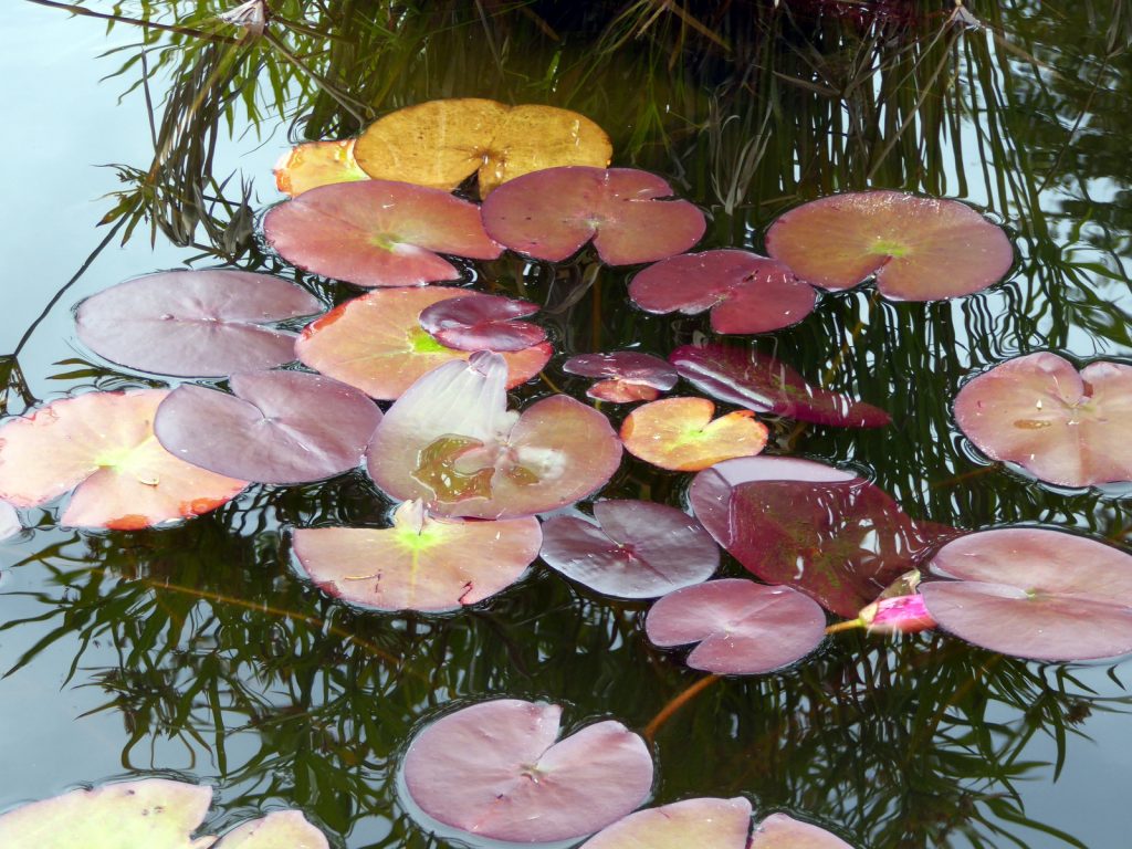 April Open digital Highly Commended: Lilypads by Gwen Tuck