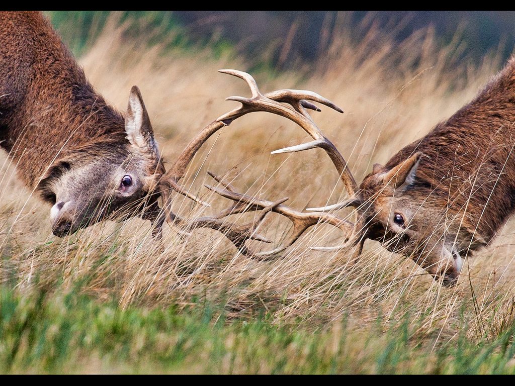 April Open print winner: The Rut by Alan Taylor