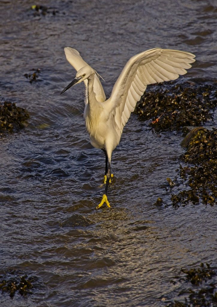 April Open print Highly Commended: I'm a Ballerina by Peter Skears