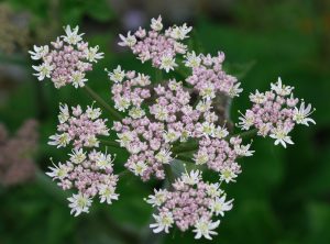 Common Hogweed at Scarlett