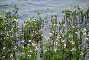 Bogbean in the flooded quarry at Scarlett