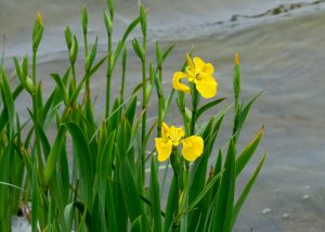 Yellow Iris at Scarlett