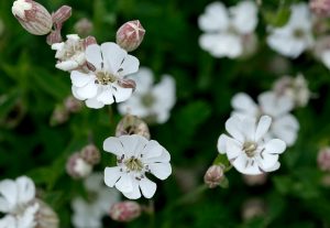 Sea Campion at Scarlett