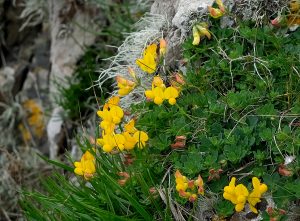 Birds Foot Trefoil at Scarlett