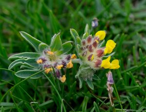 Kidney Vetch at Scarlett
