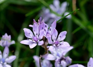 Spring Squill at Scarlett