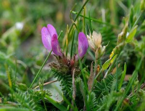 Purple Milk Vetch at Scarlett