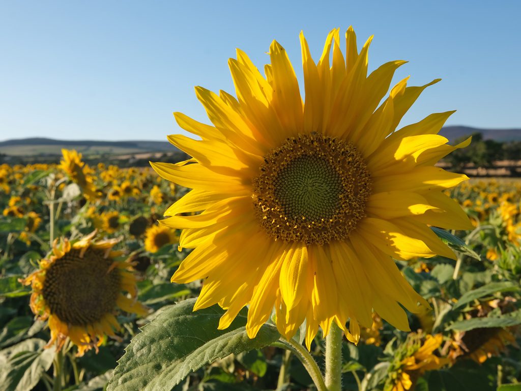 Sunflower field