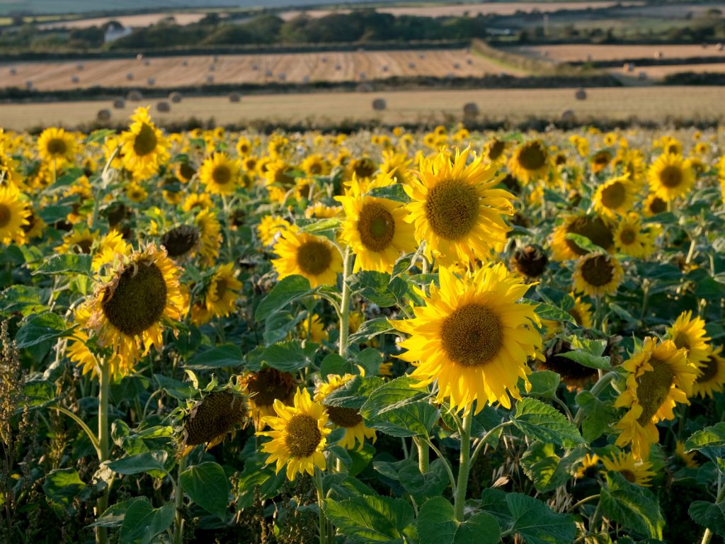 Sunflower field