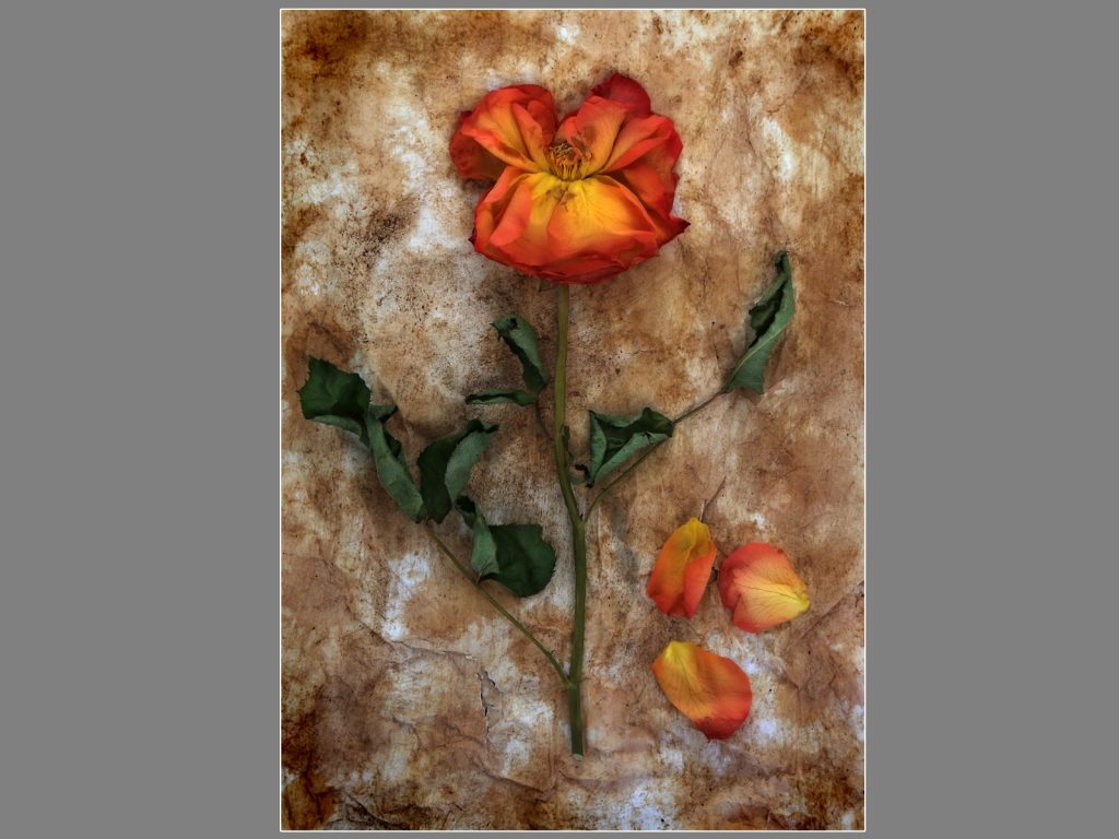 'Decay' digital equal 1st "Dying Rose" by Brian Goldie