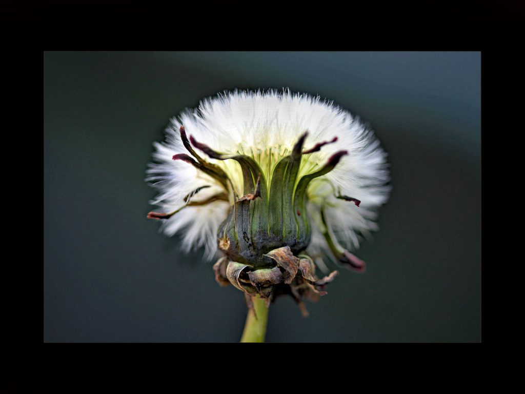 'Decay' digital Commended "Dandelion" by Seamus Whelan