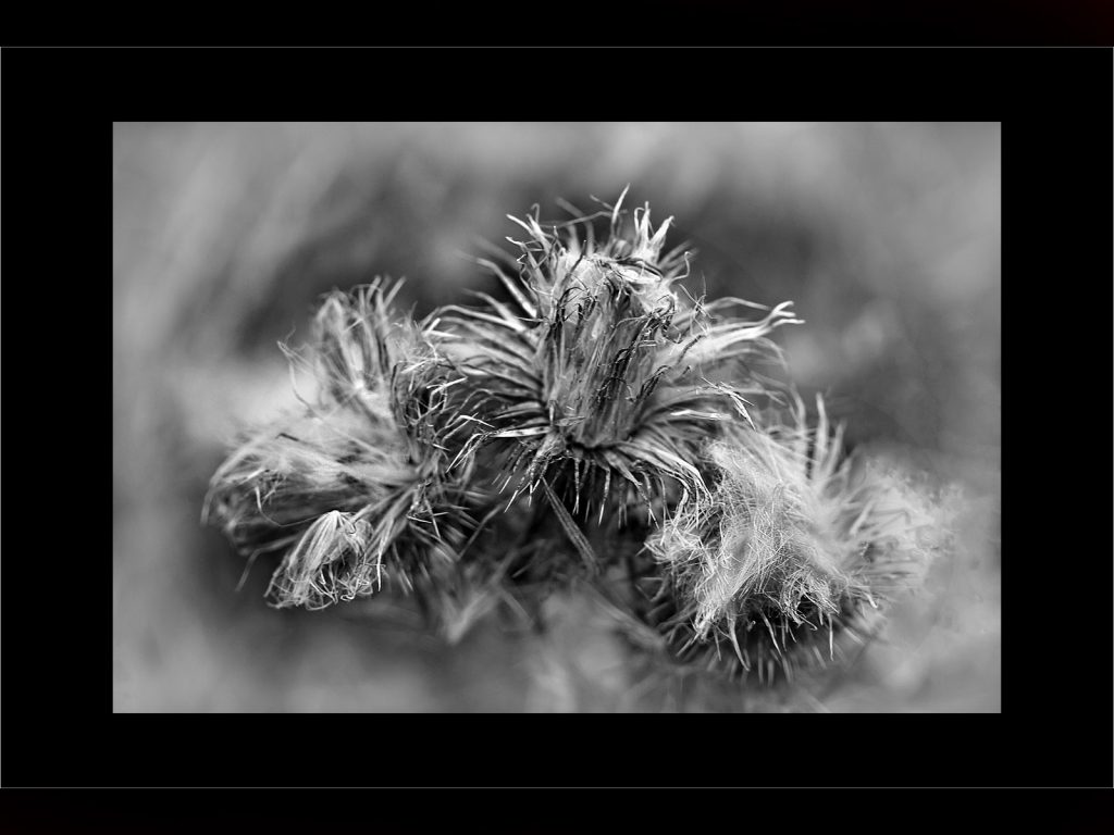 'Decay' digital Highly Commended "Beauty In Decay" by Seamus Whelan