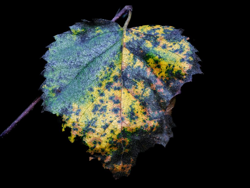 'Decay' print Commended "Autumnal Colours" by Steve Johnstone